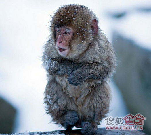在冰天雪地中冻得瑟瑟发抖的小猕猴,爪子也蜷缩起来.