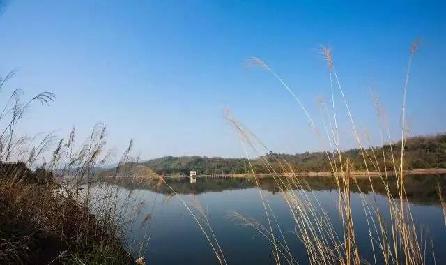 重庆南岸打造主城最大湿地公园 迎龙湖国家湿地公园年