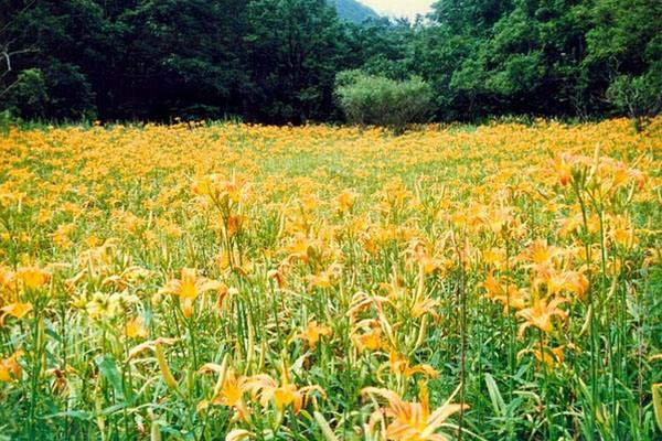 首届" 大同黄花丰收活动月"将在云州区举办