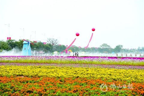 镇新旗村前,300多亩连片花海灿烂盛开,如今已是三水乡村旅游人气旺地