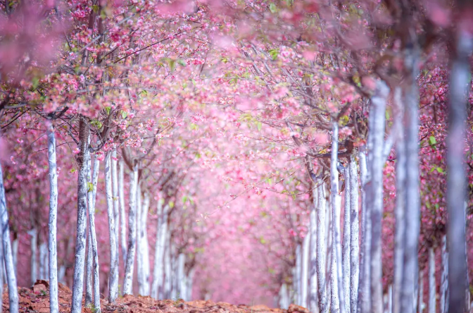 浪漫的樱花长廊 唯美的樱花树下 与樱花亲密接触 自拍都不需要挑背景