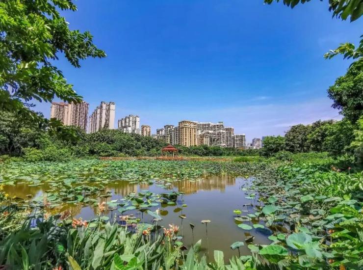在湛江为何公园地产备受追捧