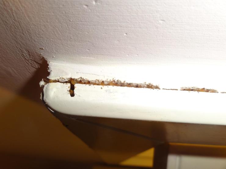 木梁,楼板,门窗框等部位,如能听到空洞的声音,有可能是白蚁危害蛀蚀过