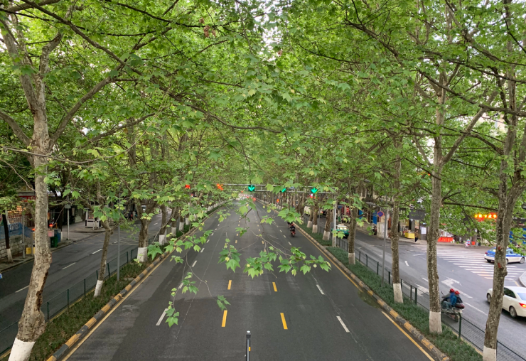 宝山路:贵阳的"最美风景线"