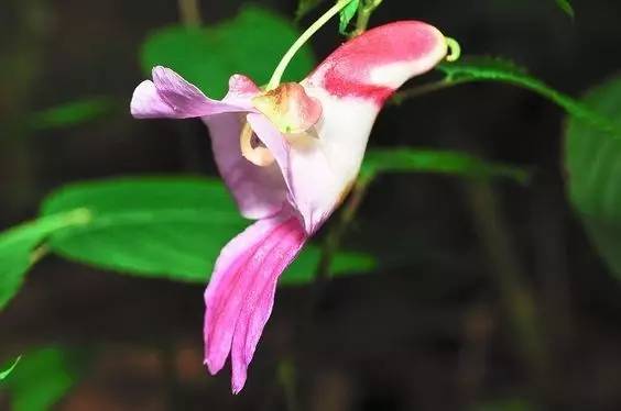 花如其像,它就叫泰国鹦鹉花,一种长相俏皮的小草本植物