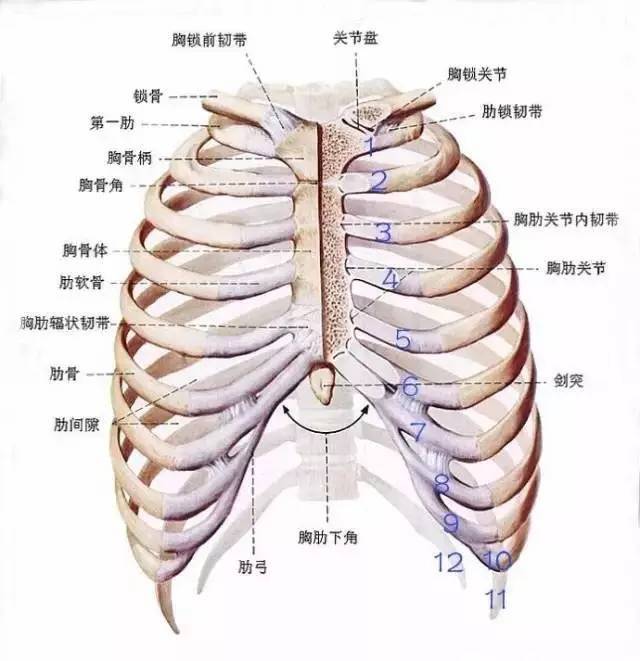 人体肋骨12对,左右对称,   后端与胸椎相关