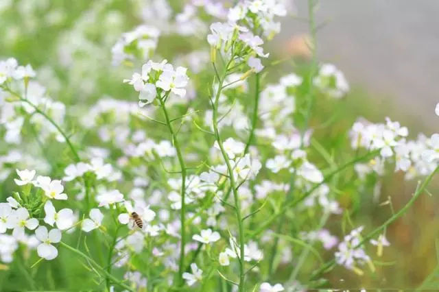 油菜花怎么是白色的?难道我发现新品种了?