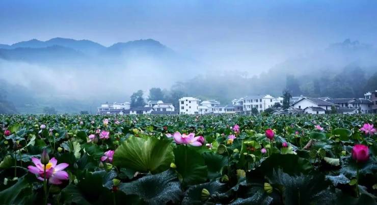 江西 · 广昌县 · 姚西村 它被誉为中国"莲花第一村" 有着近千年的