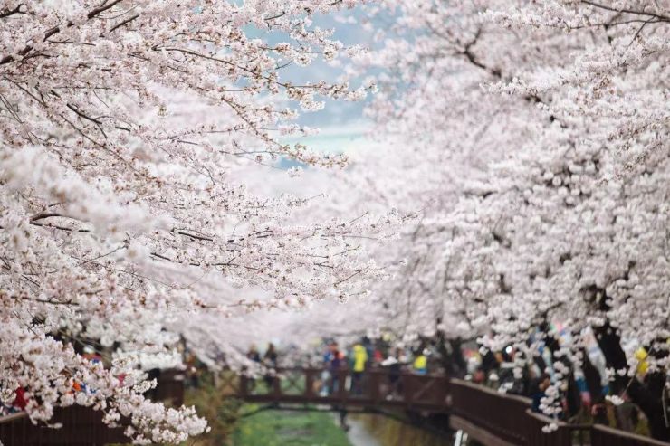 樱漫北城,一起遇见最美的上海樱花节