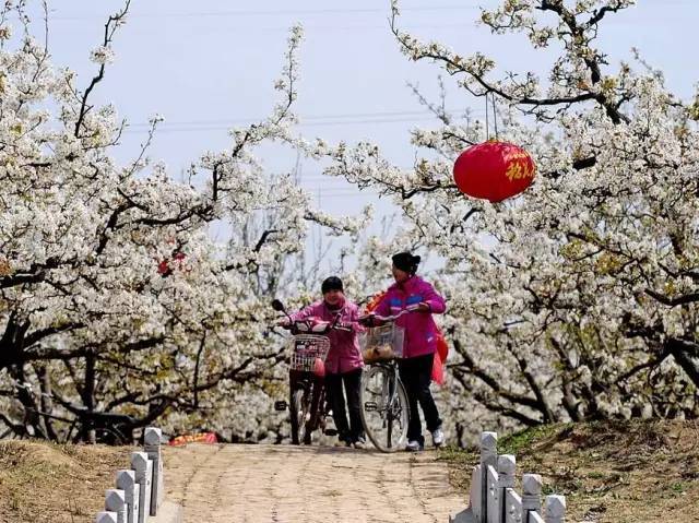 2017邯郸魏县梨花节 旅游路线及最佳观赏时间!错过又是一年!