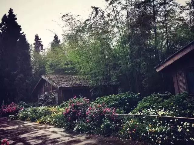 职场女神放弃高薪隐居山林,盖4间房,日子又慢又美