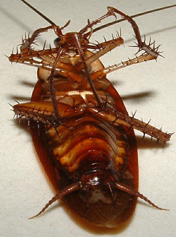 家里有蟑螂怎么办( 家里有蟑螂怎么办能除根 )