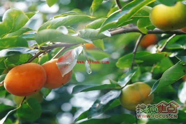 九月的柿子树 06d8e881b304f00abbc7af9ff6a17c43.jpg