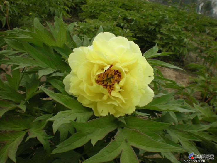 牡丹中的金牡丹 海黄 Highnoon 北京搜狐焦点