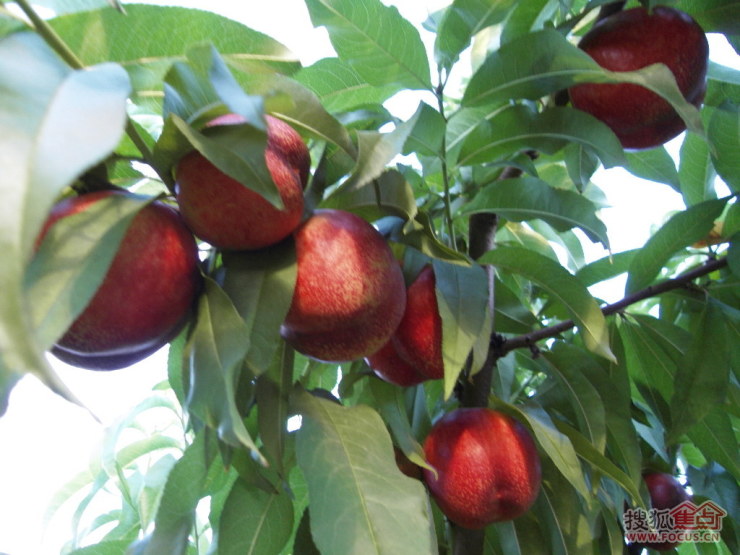 团自家新鲜油桃,朵子桃