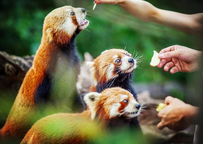 金秋謝師恩丨教師節免費暢遊九峰森林動物園-武漢搜狐焦點