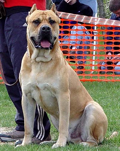 世界十大最凶悍的猛犬