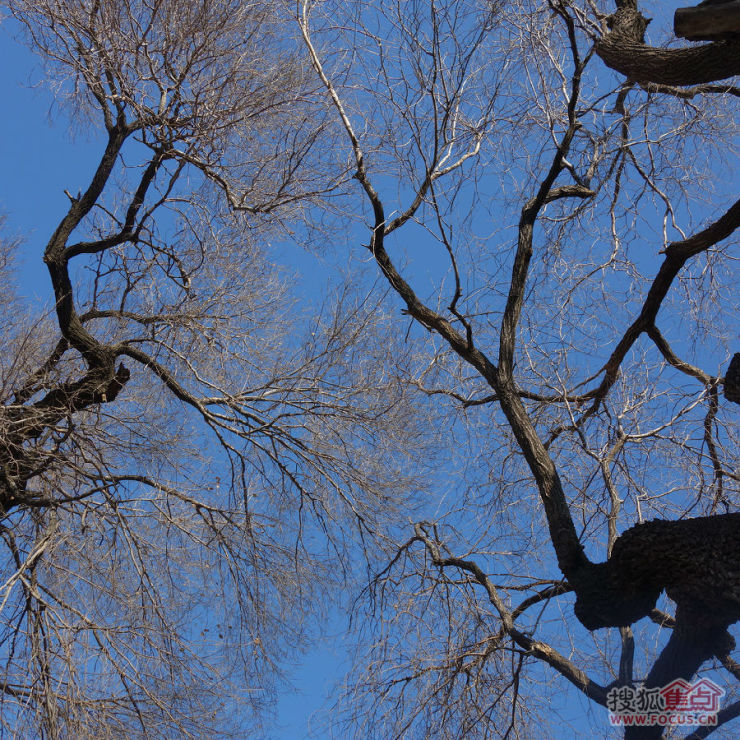 老走随拍46---秃枝爽秀菖蒲河公园 20140108