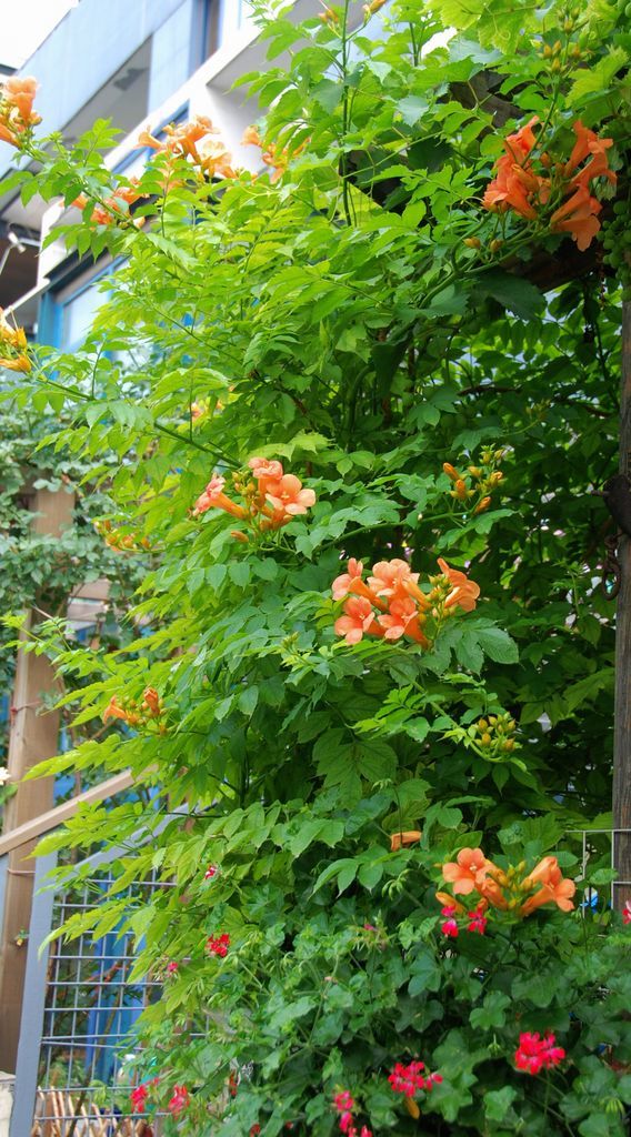 图:花情通报～～凌霄花从上周开始开花了～～花期一直会持续到10月份