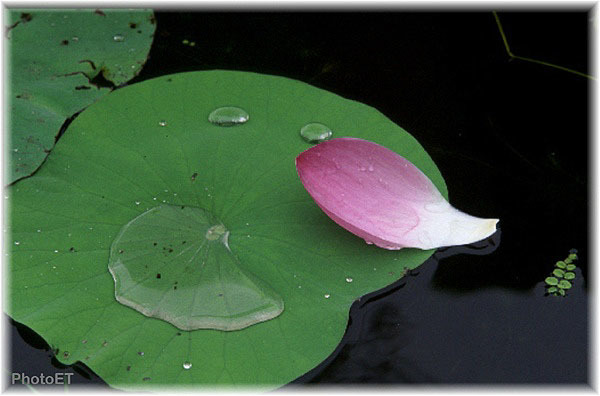 莲青落碧映潭寒