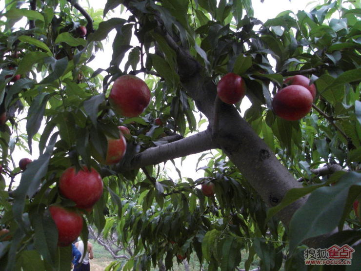 团自家新鲜油桃,朵子桃