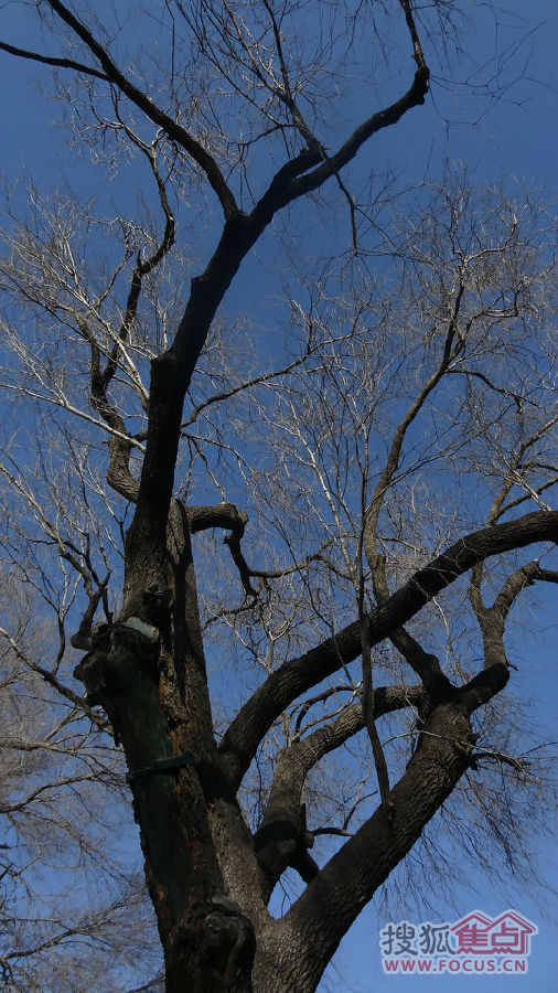 老走随拍46---秃枝爽秀菖蒲河公园 20140108