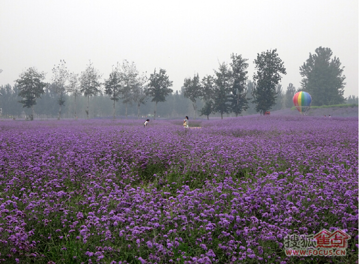 如何画美丽的花海 8beee605c701f10f8553740d2cc6a417.jpg