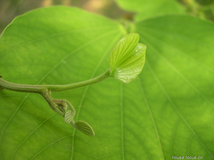 绿叶子是什么公司 afdc6e2c848b00d6e674caeb916de9e6.jpg
