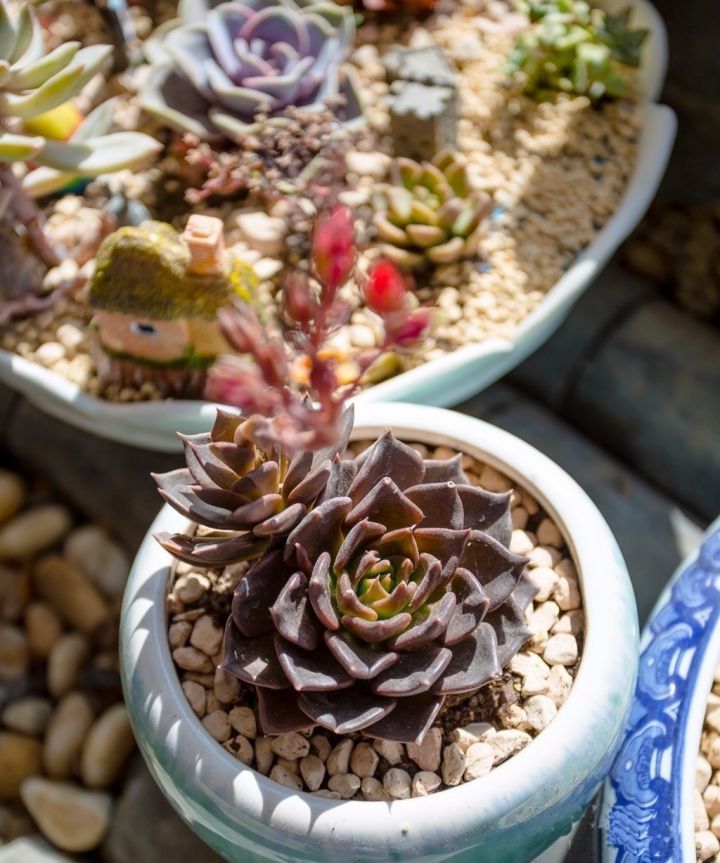 庭院阳光房和花房阳光房的完美结合 多肉植物伴你度过宁静的夏天 上海搜狐焦点