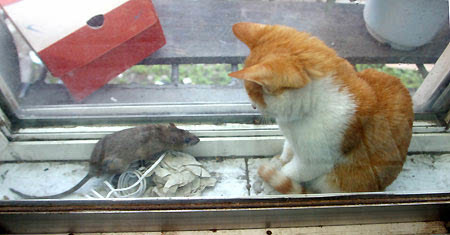 猫咪害怕打雷闪电 bc469ee095227fd4454e0685f0a0ba0f.jpg