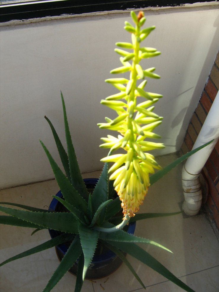 图片芦荟开花非常少见我家养的芦荟开花了很是高兴请大家欣赏一下