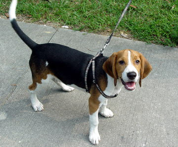 小猎兔犬一只待领养!