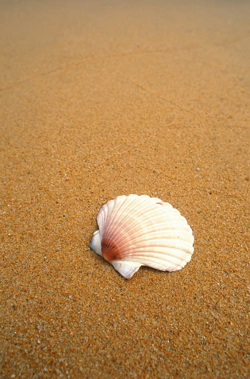 图片:超级漂亮的贝壳(组图)