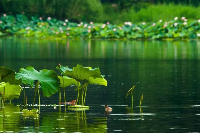 生态湿地健康度假小镇——昆明嘉丽泽度假别墅度假社区
