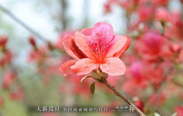 于是,无锡万达茂以"锡惠花海"为外立面设计主题,提取杜鹃花为设计元素