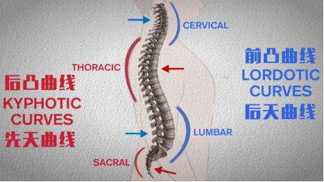 颈椎和腰椎的曲线是前凸曲线,胸椎和骶骨的曲线是后凸曲线,4个生理