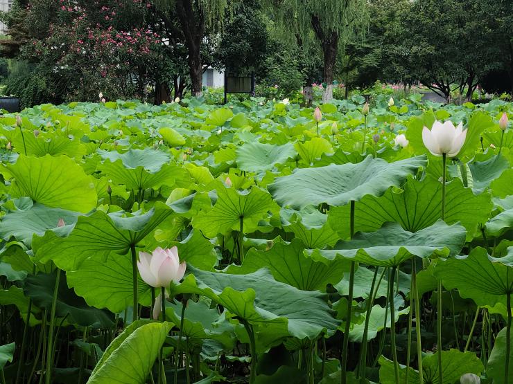 常州荷樾府栖居荷园旁荷花连片绽放先睹为快