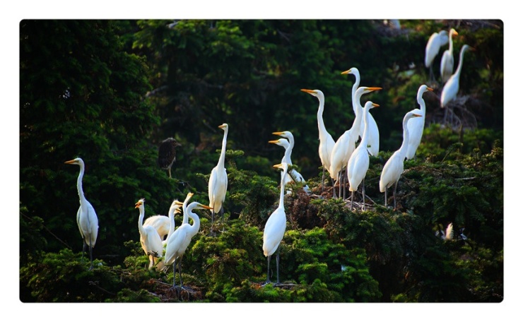当阳光城·君山墅遇到白鹭,瞬间美成一幅画