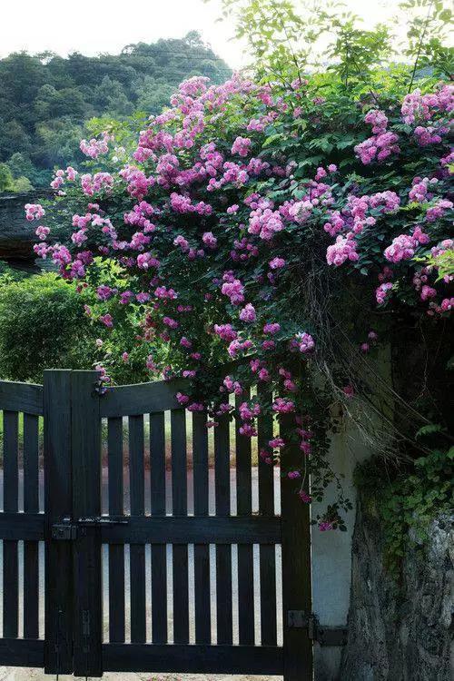 景粼天著想要一个小院子花开花落一辈子