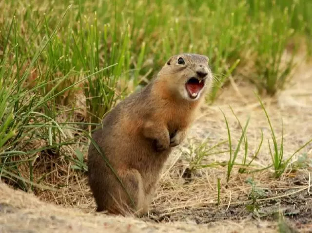 统统免费邢台首家神奇动物世界儿童欢乐谷国庆盛大开业