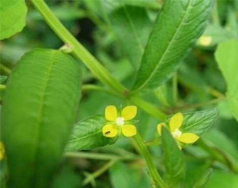 小败火草功效和作用是什么