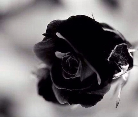 黑玫瑰的花语是什么?黑玫瑰花语奥秘