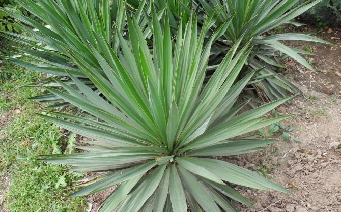 剑麻图片大全 剑麻图片欣赏及资料介绍