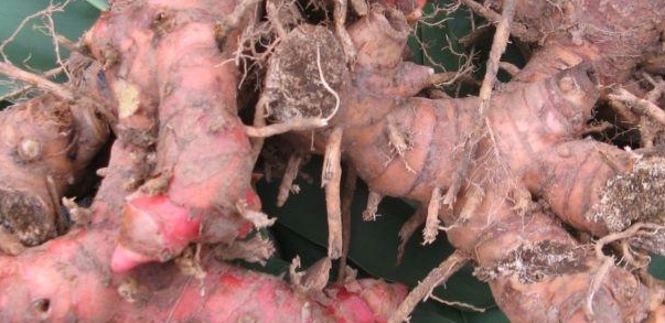 樟柳头药理作用及栽培介绍