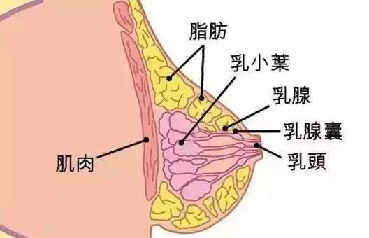 胸部训练有助于乳房更挺拔   增加胸部整体的高度   视觉上给人以