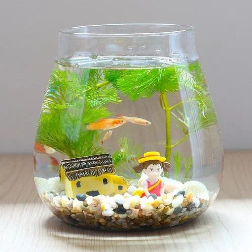 鱼趣无限一缸一世界公园里生态鱼缸diy带你发现美