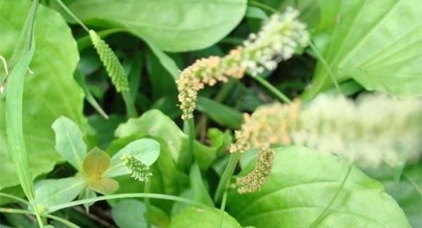 打官司草药用价值以及食用方法介绍