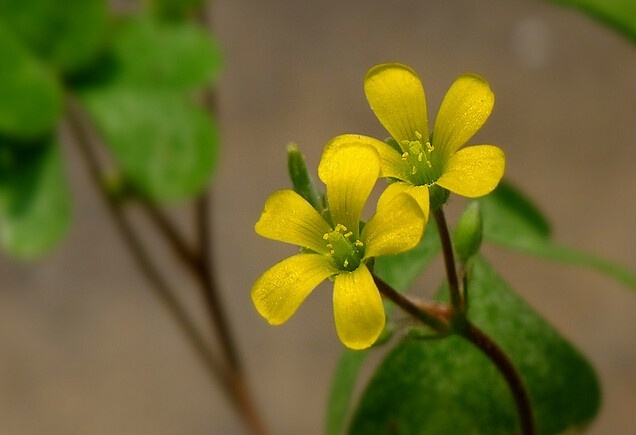 黄花酢浆草的作用和功效 黄花酢浆草的种植方式