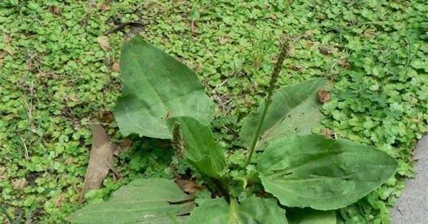 打官司草药用价值以及食用方法介绍