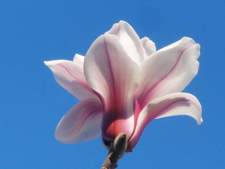 植物玉兰花有什么样的功效